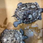 The two turtles were callously dumped