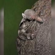 Dudley Zoo's new baby anteater