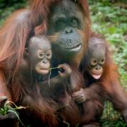 Bornean orangutan, Jazz, with her son and grandson,  Jim and Joe