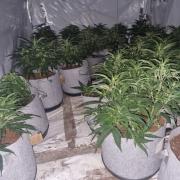 Cannabis plants found at a property in Ivanhoe Road, Dudley