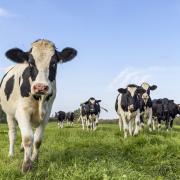 How to stay safe around cattle in the countryside this Easter
