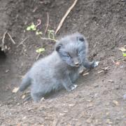 Delight at Dudley Zoo as first-ever litter of Arctic fox cubs born
