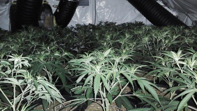 Two teenagers, aged 18 and 15, were arrested in Sedgley after police uncovered a “commercial” cannabis set up with a street value of around £200,000. Photo: Staffordshire Police