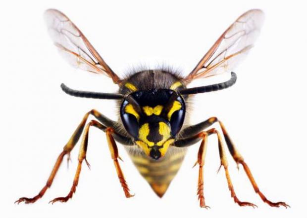Dudley News: A wasp